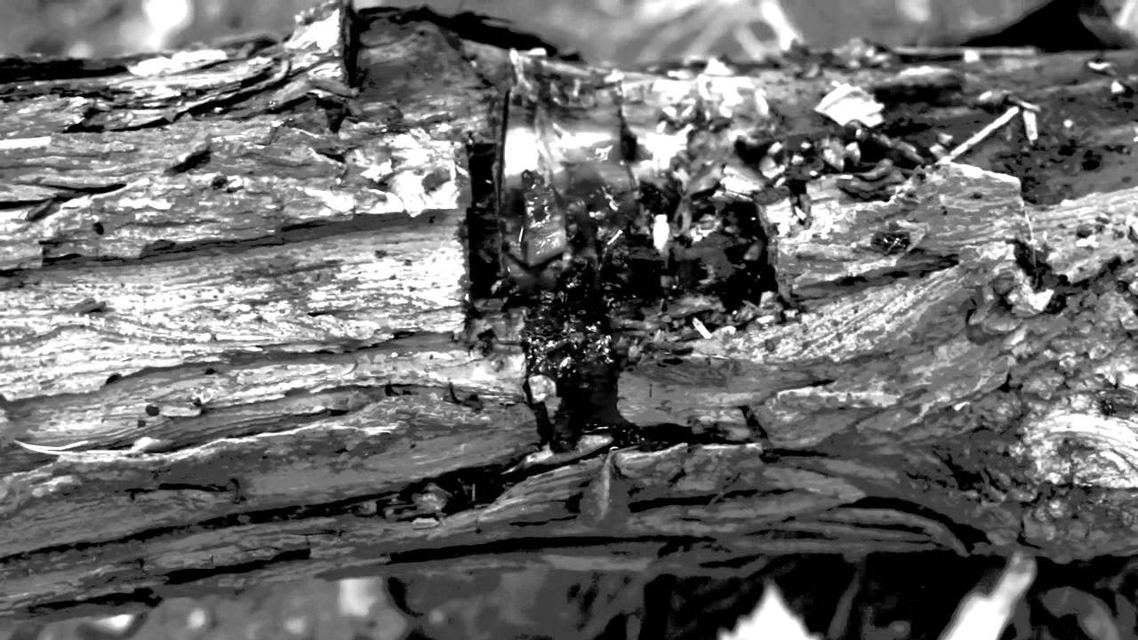 Exalt | Feed (Official Video)