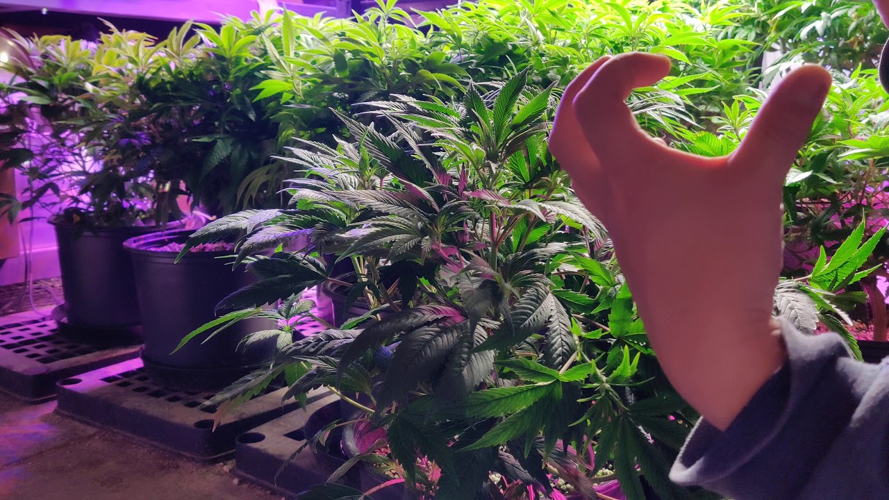 How I Train My Plants to get Bushy