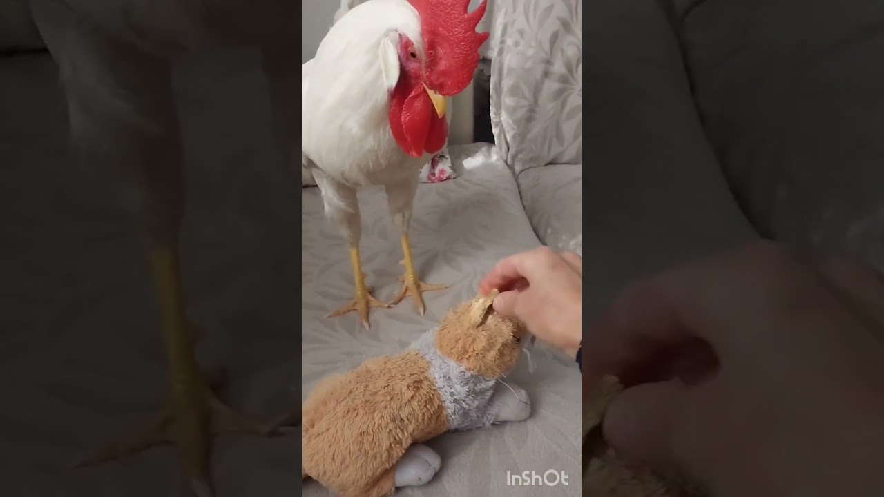 AGRESİF ATARLIMI ATARLI AMA ÇOK TATLI OĞLUM BENİM
