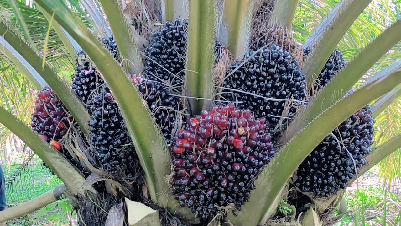 Panen ppks 540 usia 4 tahun 10 bulan 14 hari 