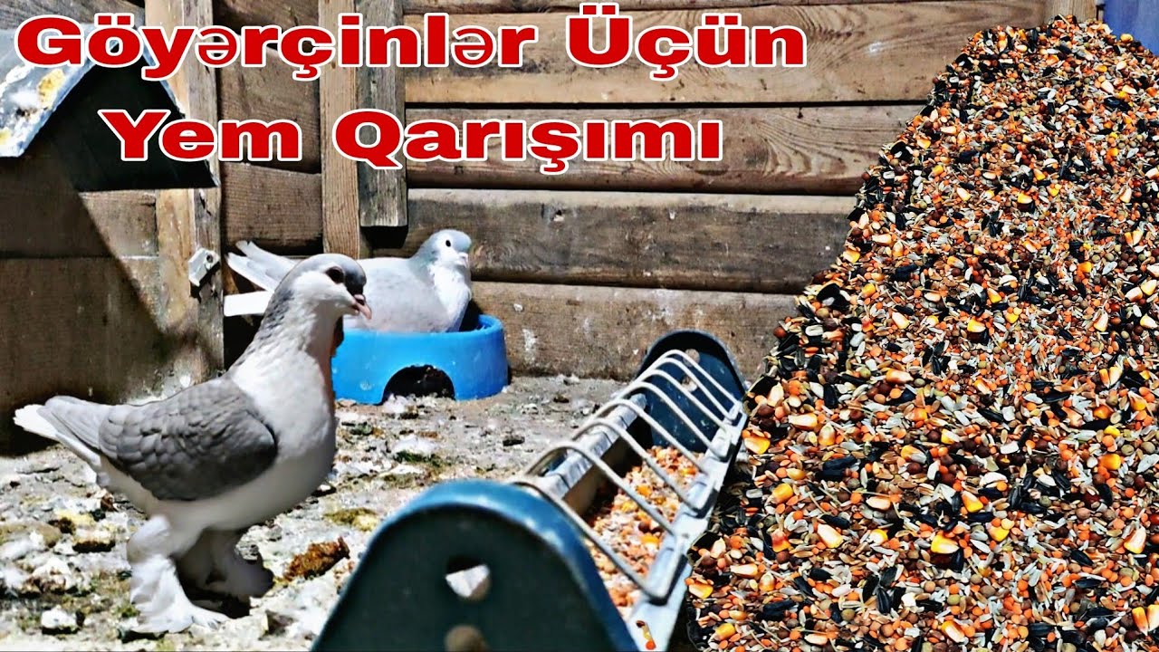 Göyərçinlərimiz Üçün Yem Qarışımı ( Vitaminli Yem). #goyercinler #goyercin #bakigoyercinleri
