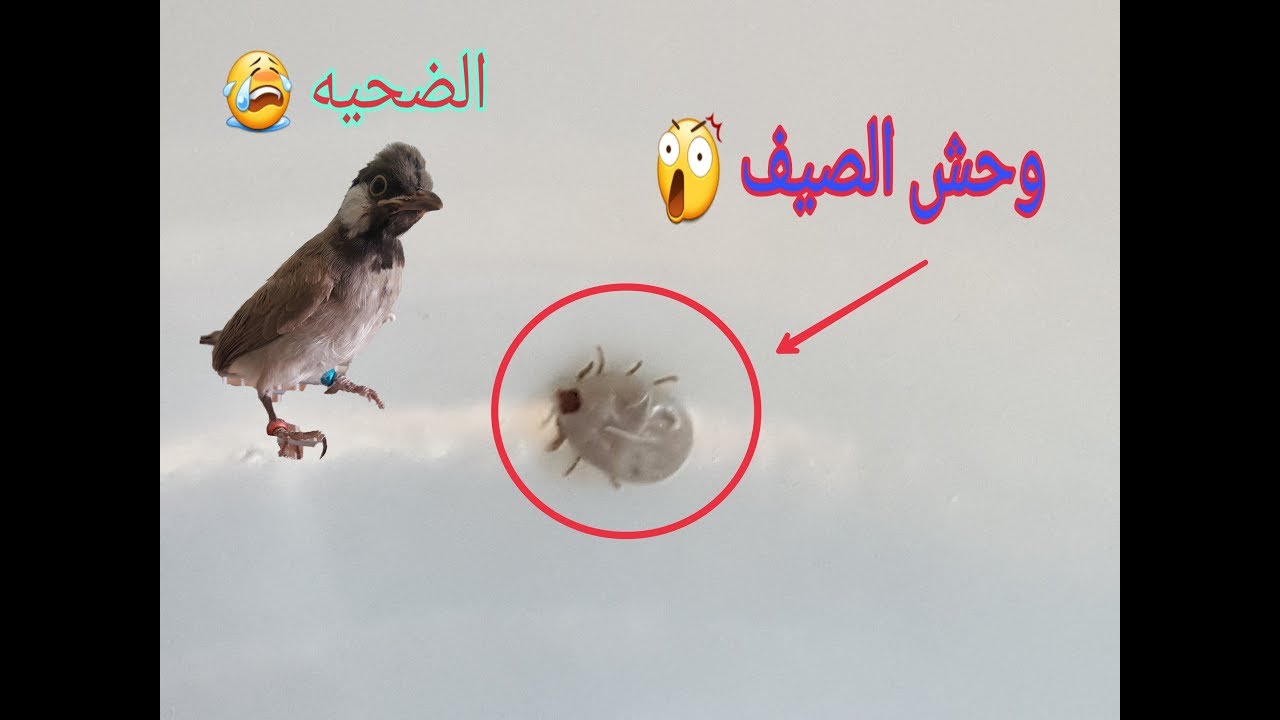 طريقة أزالة حشرة ألقراد أو الكراد من أفراخ البلابل ☣