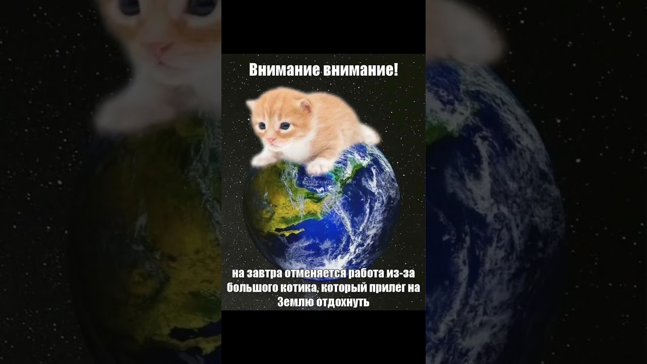 хочу кушоц :3 #рекомендации #мем #командаозвучки #котики