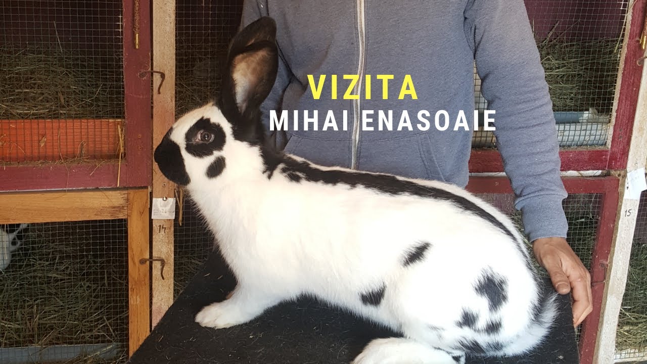 Iepuri Fluture German  -Mihai Enasoaie Romania,huge rabbits Kaninchen- Kroliki