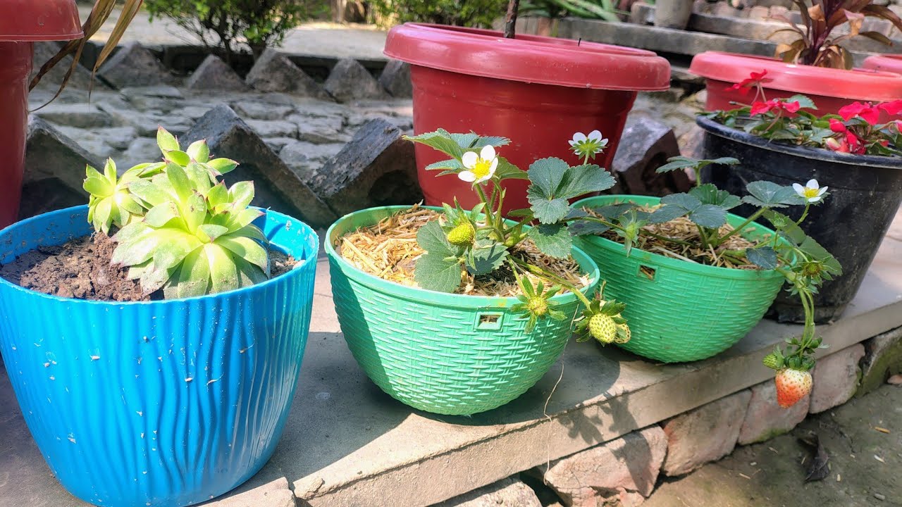 ADR Gardening  is live प्राकृतिक से प्यार 🍓🌲 #garden #terracegardenindia #gardening 