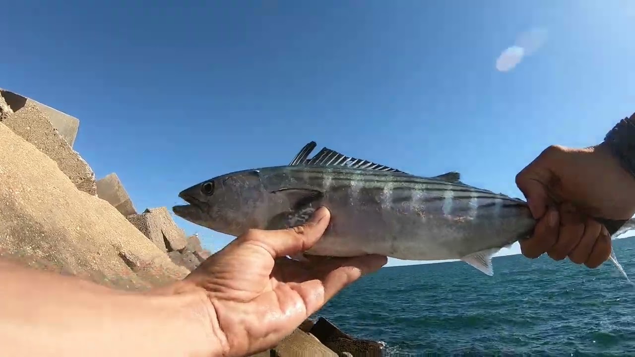 PESCA DE SERRUCHOS (BONITOS) Y ANJOVAS EN ESPIGON || SPINNING HUELVA