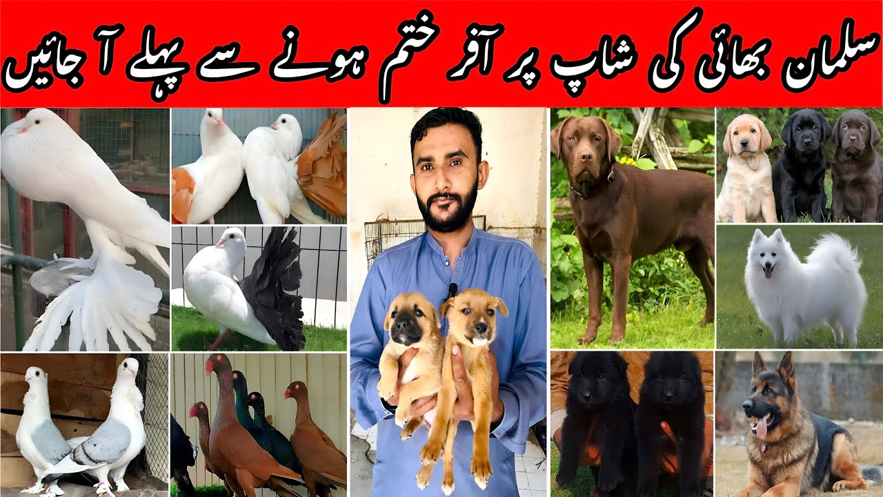 Dog Sale at Salman Bhai&rsquo;s Shop 🐶| Multan Birds market.