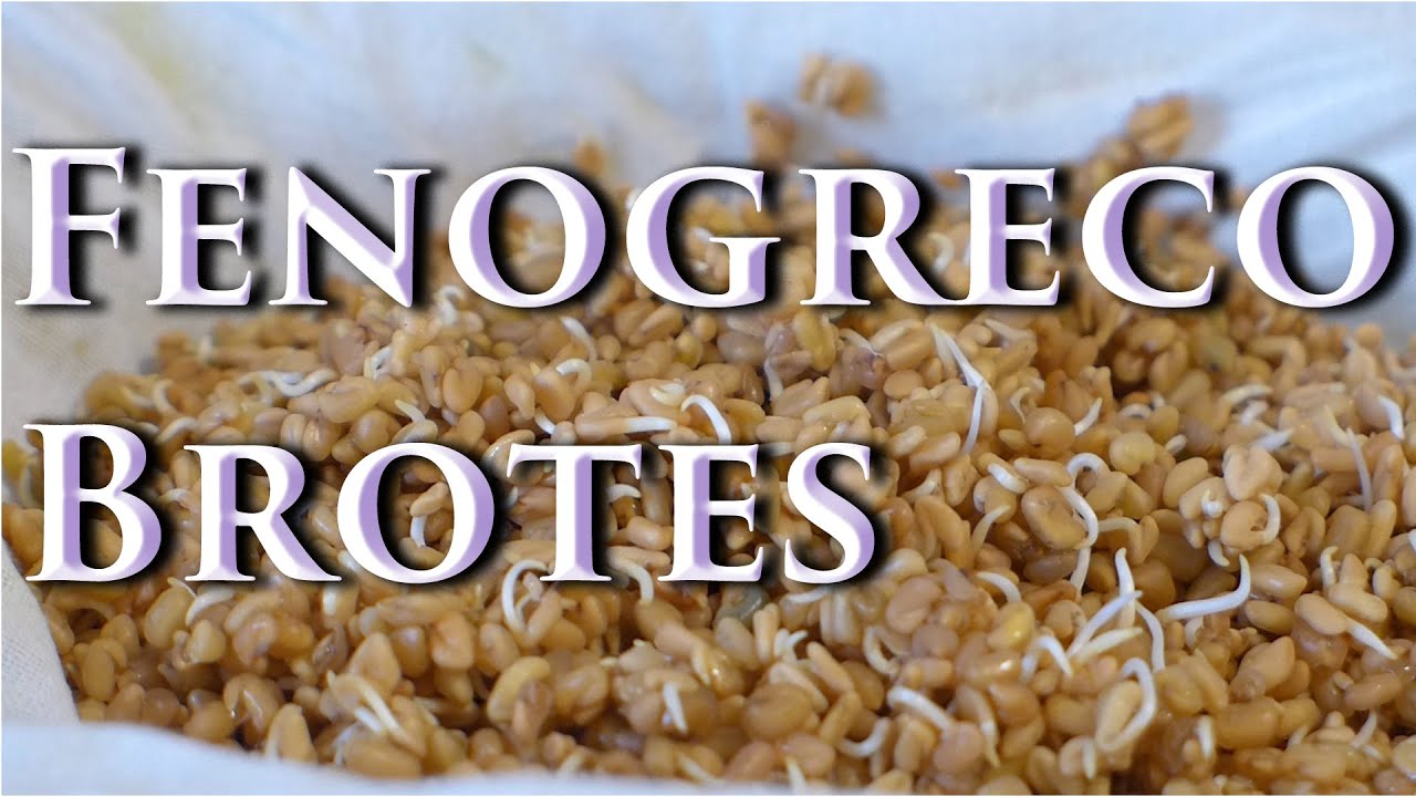 Brotes de Fenogreco - Como hacerlos