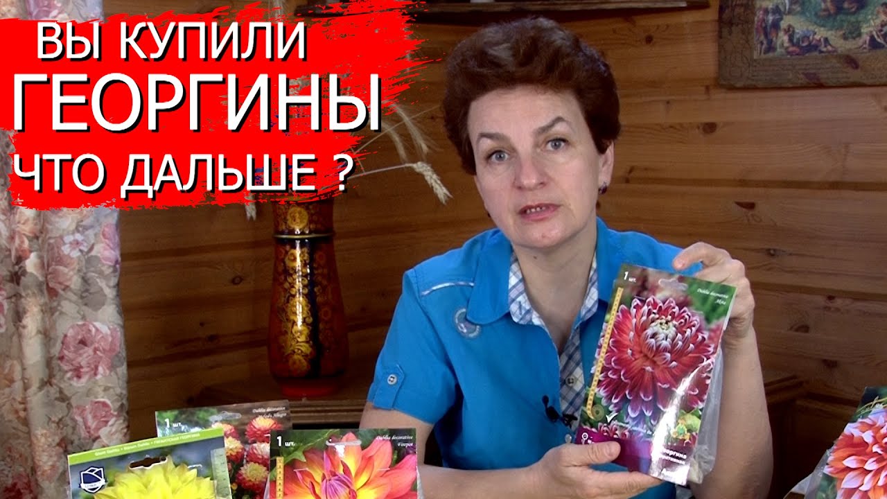 Вы купили георгины - что дальше?