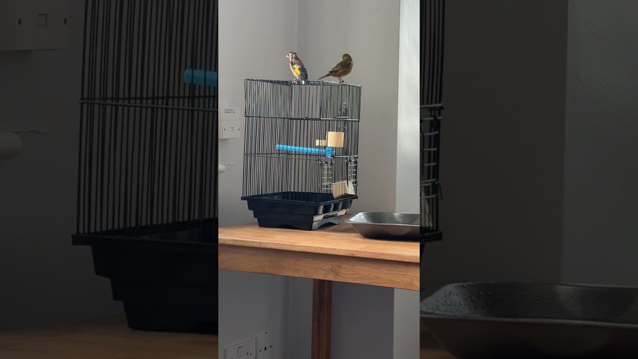 my Canary and goldfinch swimming