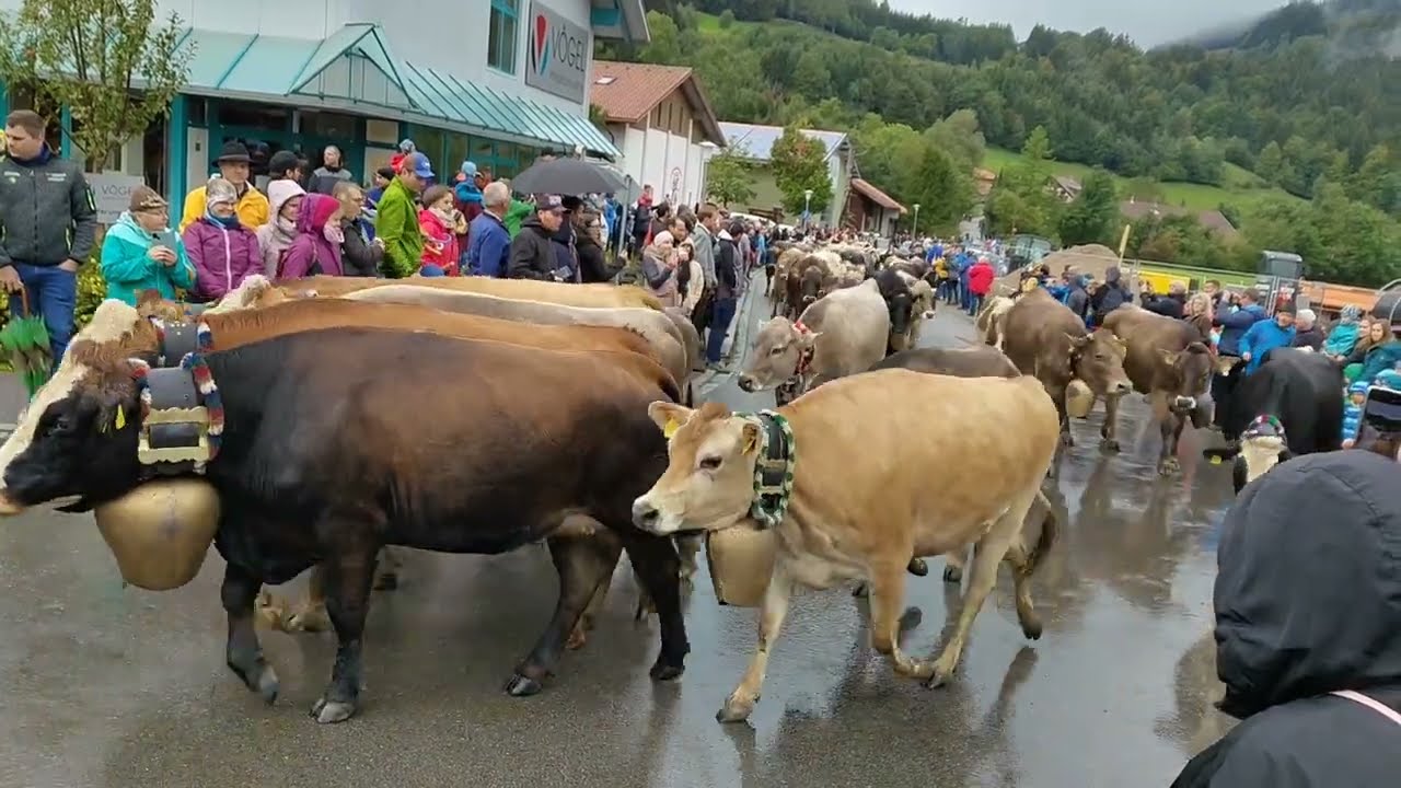 Viehscheid in Missen-Wilhams | Ceremonial coming down of cattle from the mountain