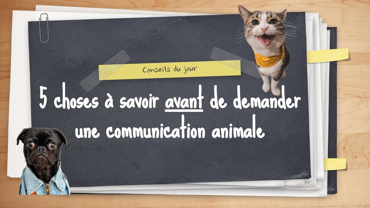 5 Choses importantes à savoir AVANT de demander une communication animale