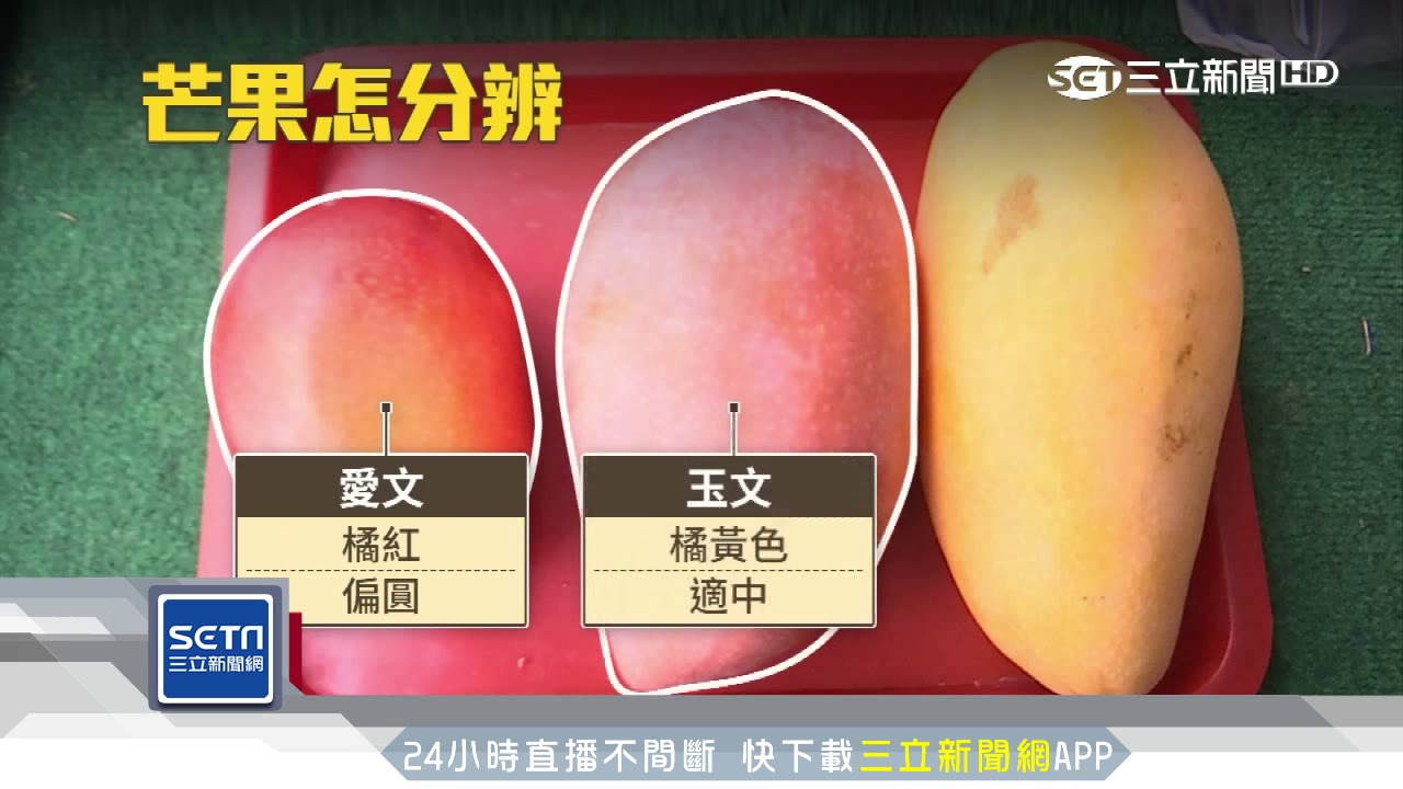 芒果季大PK　「愛文」香、「金煌」Q、「玉文」甜│三立新聞台