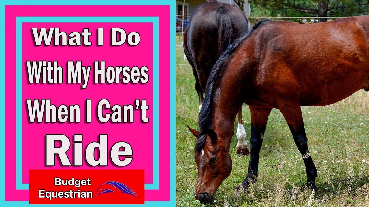 How To Work With Your Horse When You Can't Ride