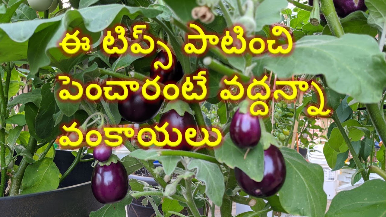 గుత్తి వంకాయ మొక్క ఎలా పెంచాలి?|Grow Gutti Vankaya plant from seed to harvest|Egg plant growing tips