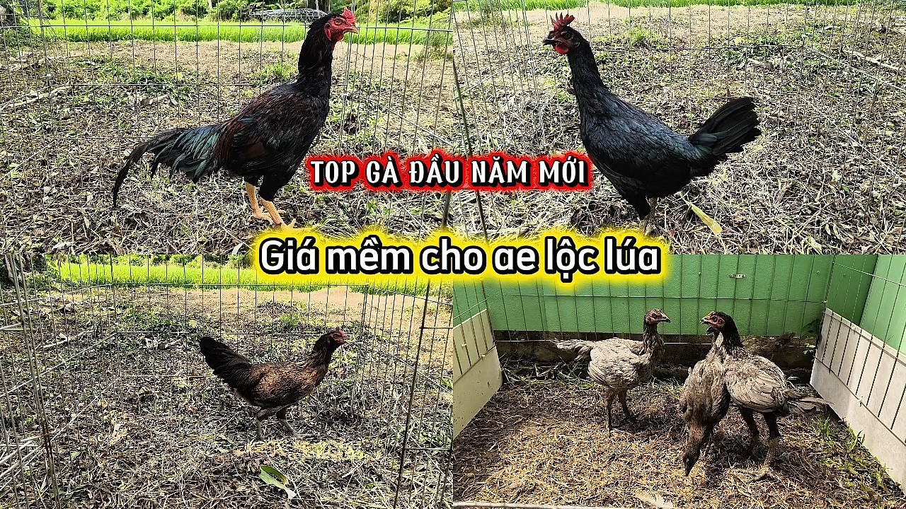 TOP gà đầu năm giá mềm lộc lúa (22/2/26) Lê Quý Gò Công