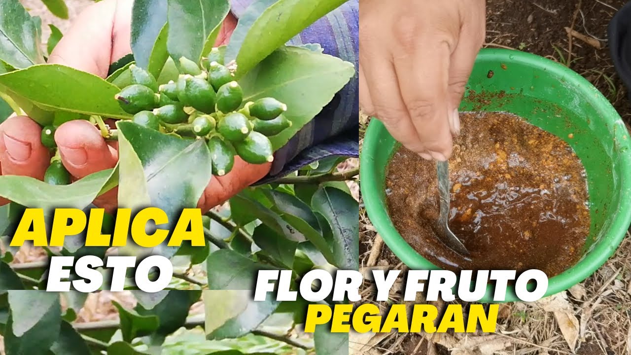 Garantizado Pega toda la floración y frutos en tus cítricos - Limonero pegara toda la flor y fruto