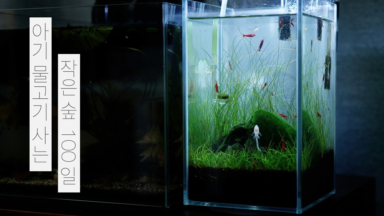 아기 물고기가 사는 아주 작은 숲 | 물멍 | A Tiny Forest Where Baby Fish Live | MulMung