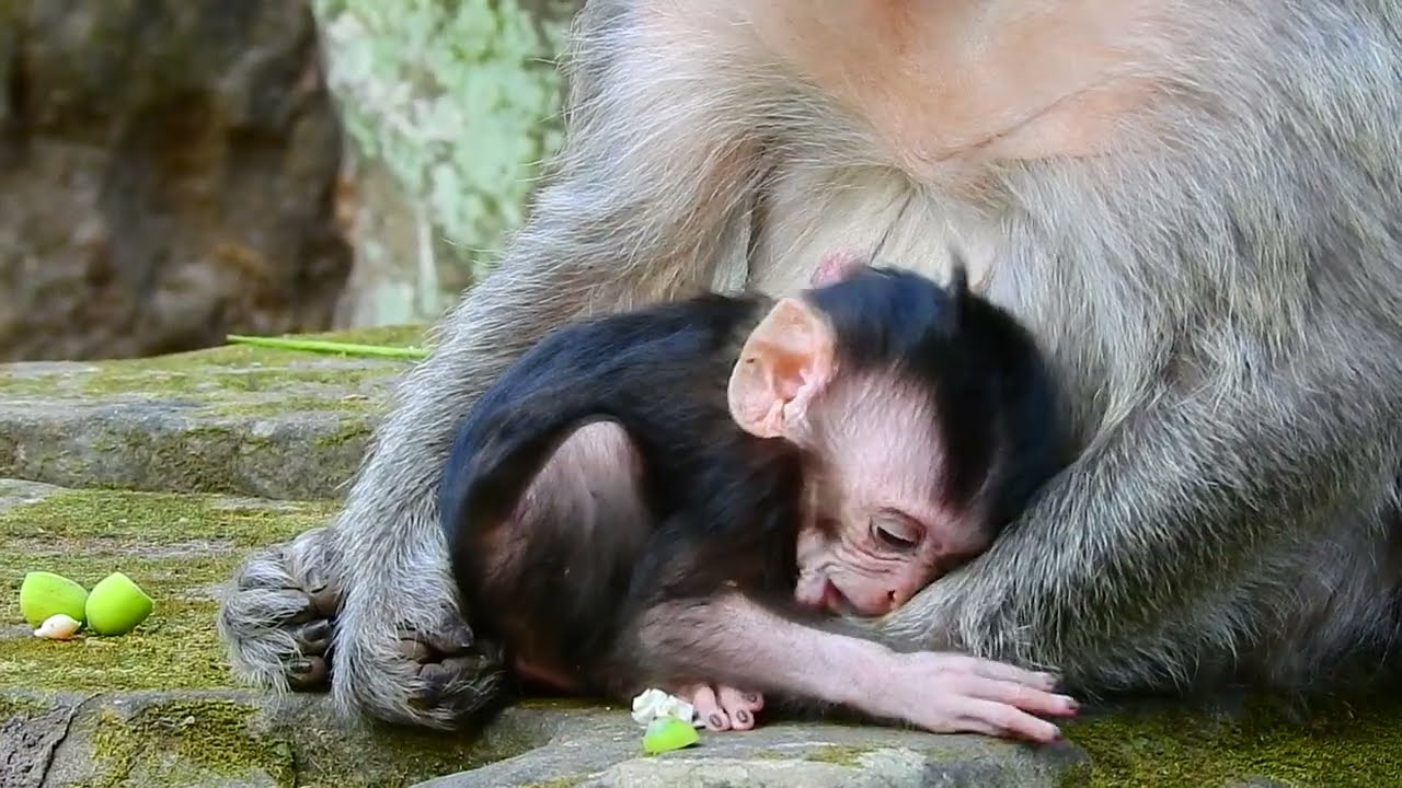 Action of baby monkey beg milk!