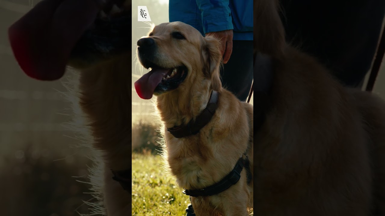 Mikro-Abenteuer in der Leie-Region - Hundeauslaufgebiet