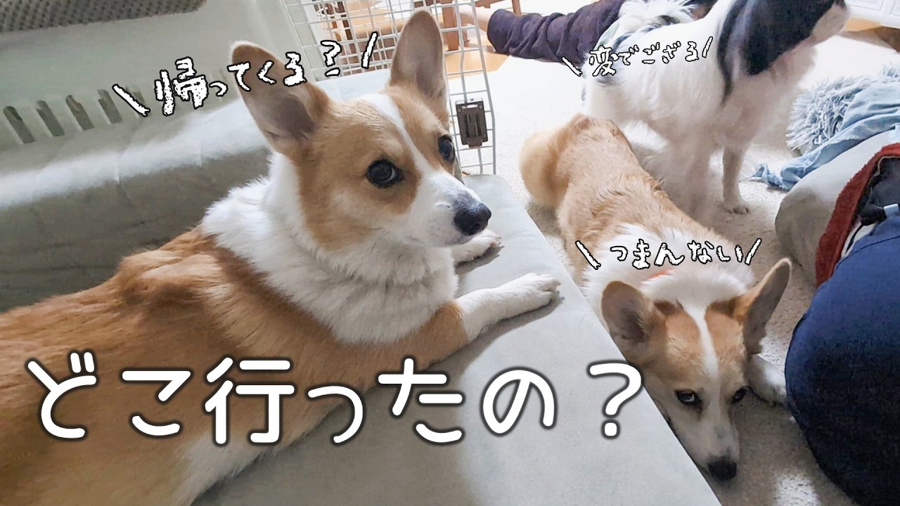 いつも一緒の母が１日留守、単身赴任パパと子供達と過ごす1日【コーギー】【狆】