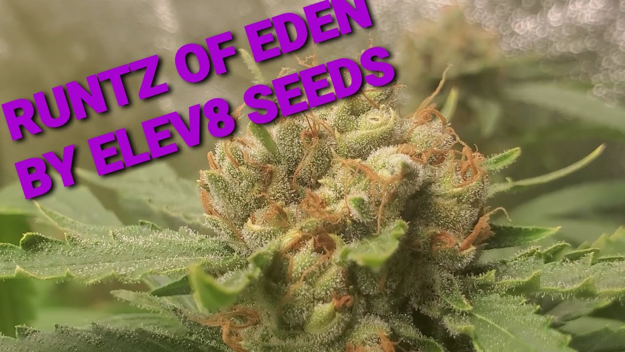 K.I.S. EPISODE 19: HOW I GROW DANK DENSE GENETICS FROM ELEV8 SEEDS RUNTZ OF EDEN & HARVEST 1/2 LB