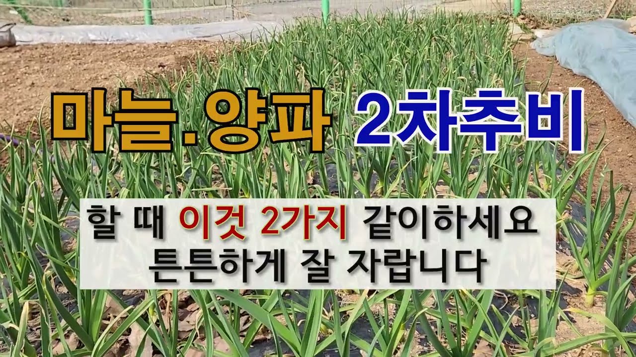 마늘 양파 2차 추비  할 때 이것 2가지 같이하세요 튼튼하게 잘 자랍니다 #주말농장  #마늘.양파 가꾸기.