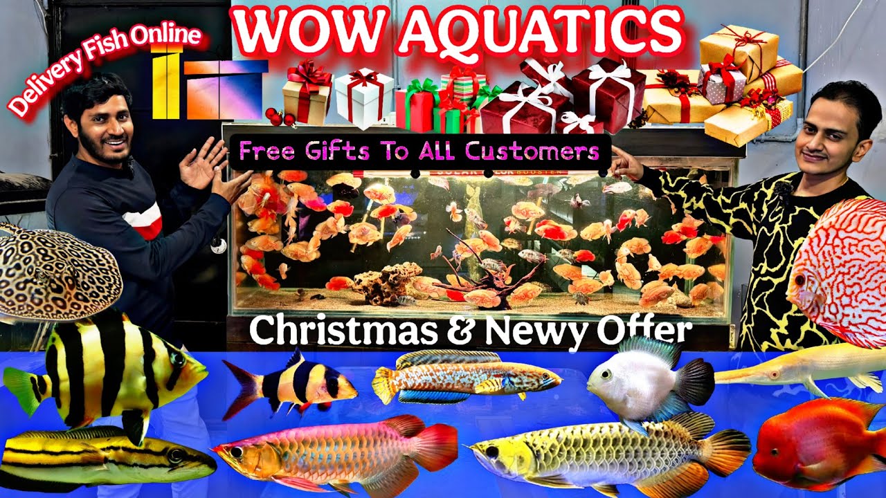 New stock of Rare Monster Fish | All over india delivery | Wow aquatics , Free New Gifts to All