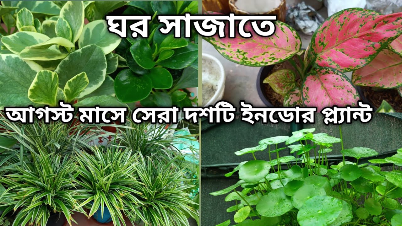 আগস্ট মাসে ঘরে রাখুন সেরা ১০টি ইনডোর প্ল্যান্ট। top 10 indoor plants | gardening tips| indoor plants