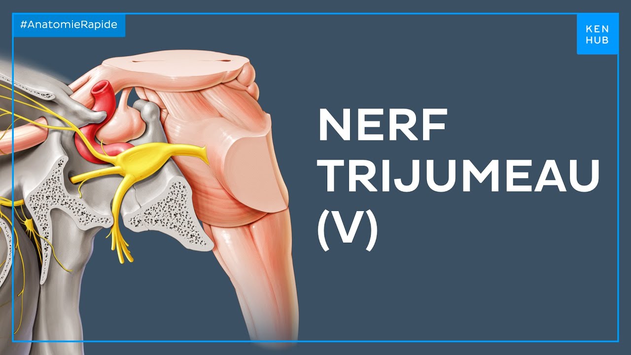 Nerf trijumeau (V) - Anatomie Rapide | Kenhub