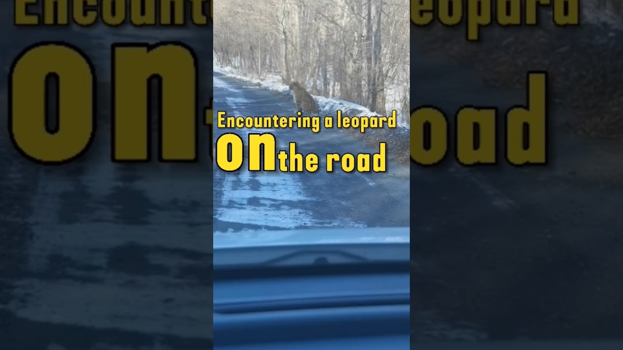 Stuck on the Road With a Leopard?!🐯#funnymoments#leopard#scaryfunny#crazymoments