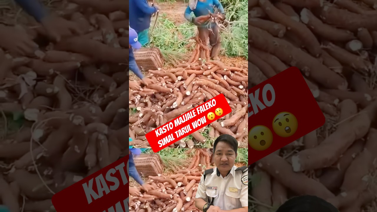 Simal tarul kasto faleko #farming #agriculture #satisfying #harvesting #food #fypシ゚viral #dipakrai
