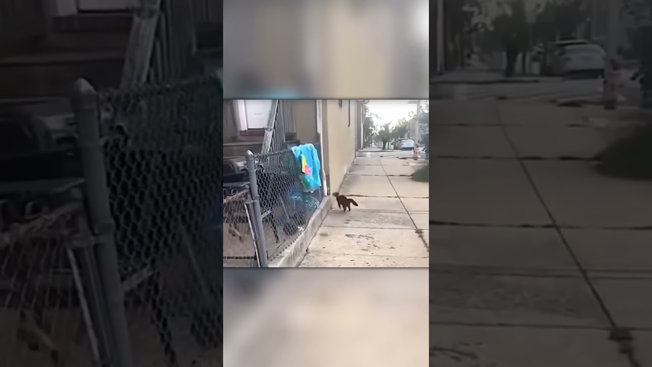 Alpha Cat Puts Dog in His Place!
