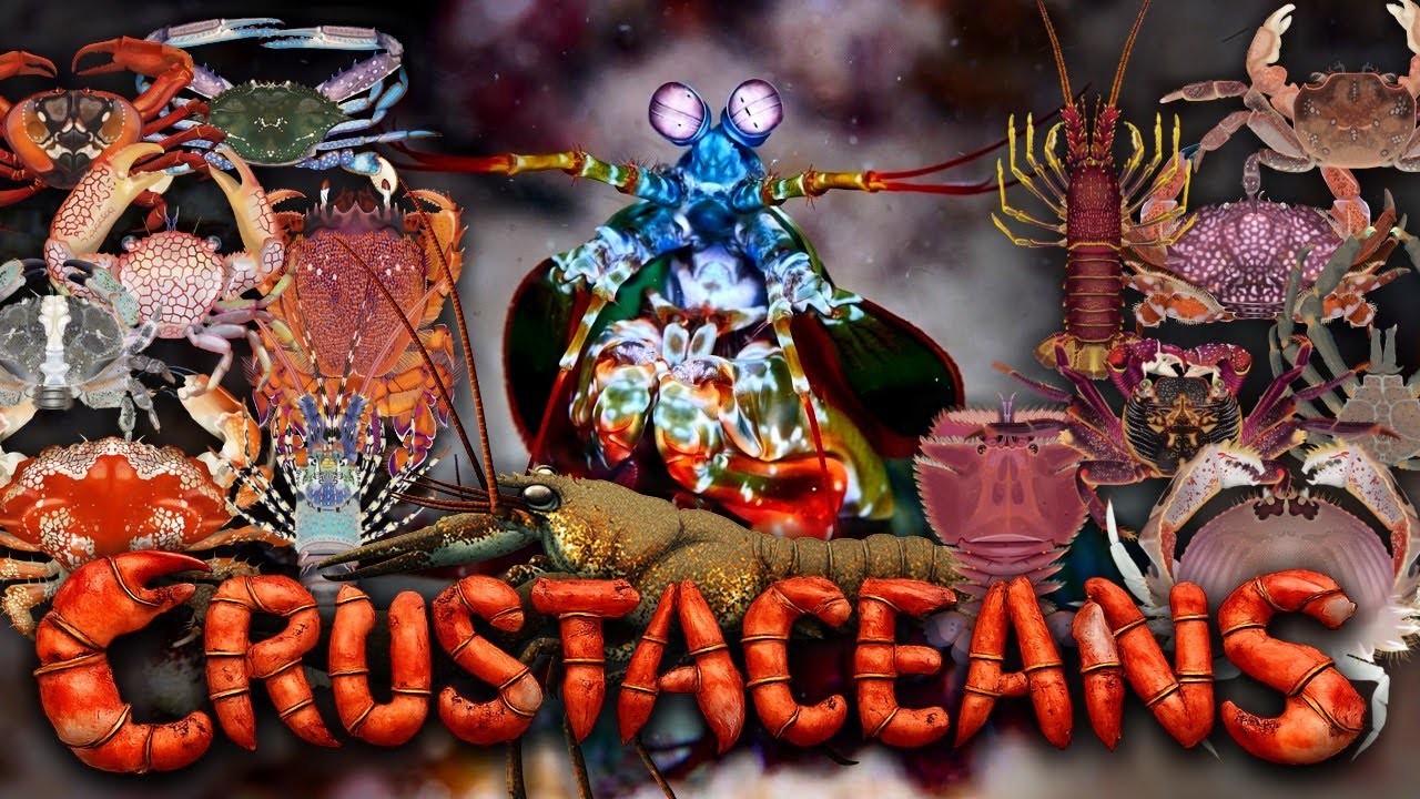 CRUSTACEANS Explained: 500 Million Years of Reinvention