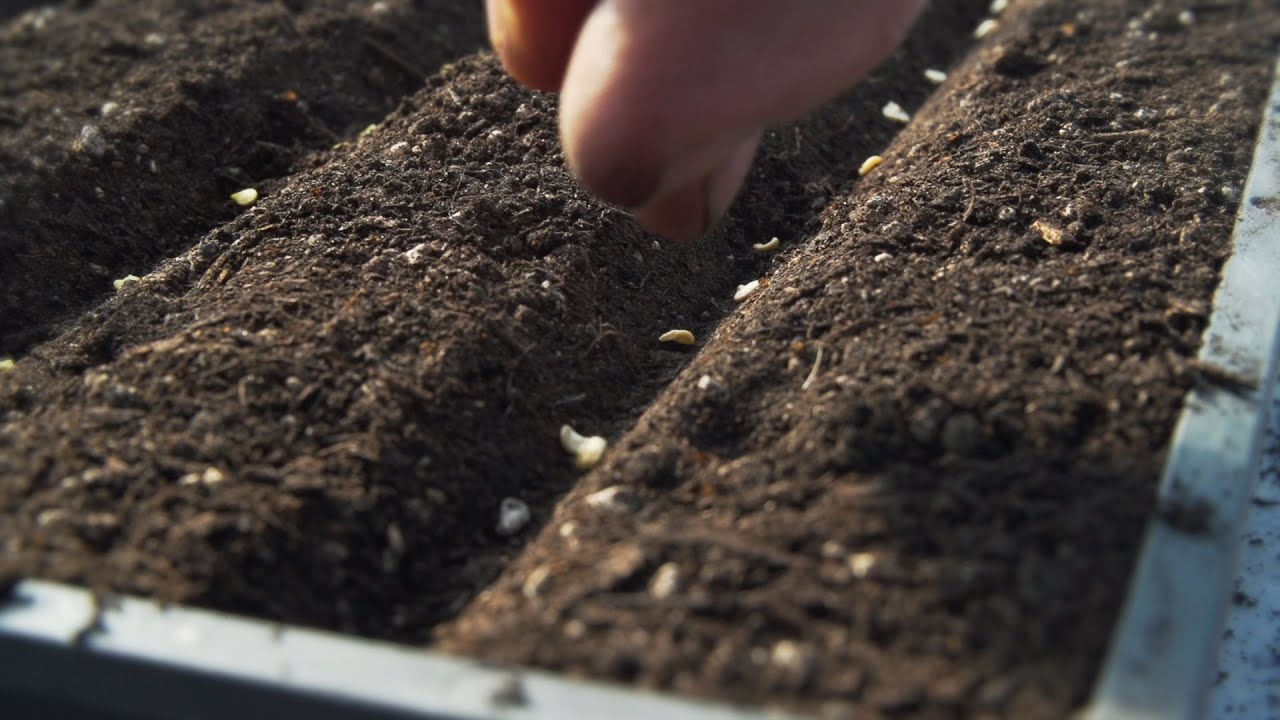 How to Sow Tomato and Chilli or Pepper Seeds