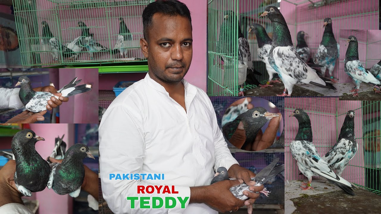 Pure Royal Teddy Pigeons Imported from Pakistan at Razabazar Kolkata - 9875429027