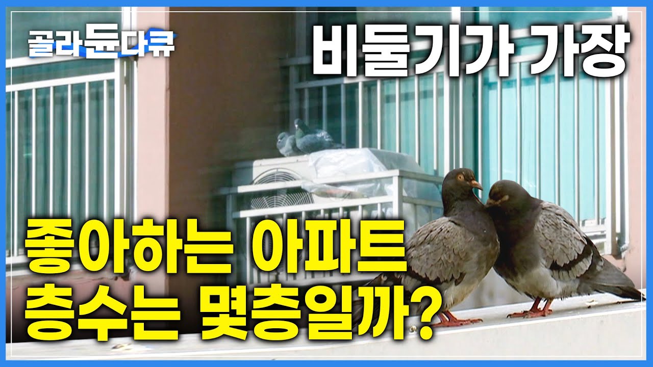 도심에 사는 비둘기 개체수 약 50만 마리 | ‘평화의 상징’에서 ‘혐오의 대상’으로 전락해버린 비둘기 | 비둘기의 이유있는 변명 [다큐, 시선] | #골라듄다큐