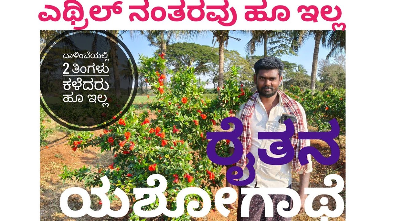 ಕಿತ್ತು ಹಾಕಬೇಕಿದ್ದ ದಾಳಿಂಬೆ ಗಿಡದಲ್ಲಿ ಹೂ ರಾಶಿ ! Excellent#pomegranateflowering#karnataka #pomegranate 