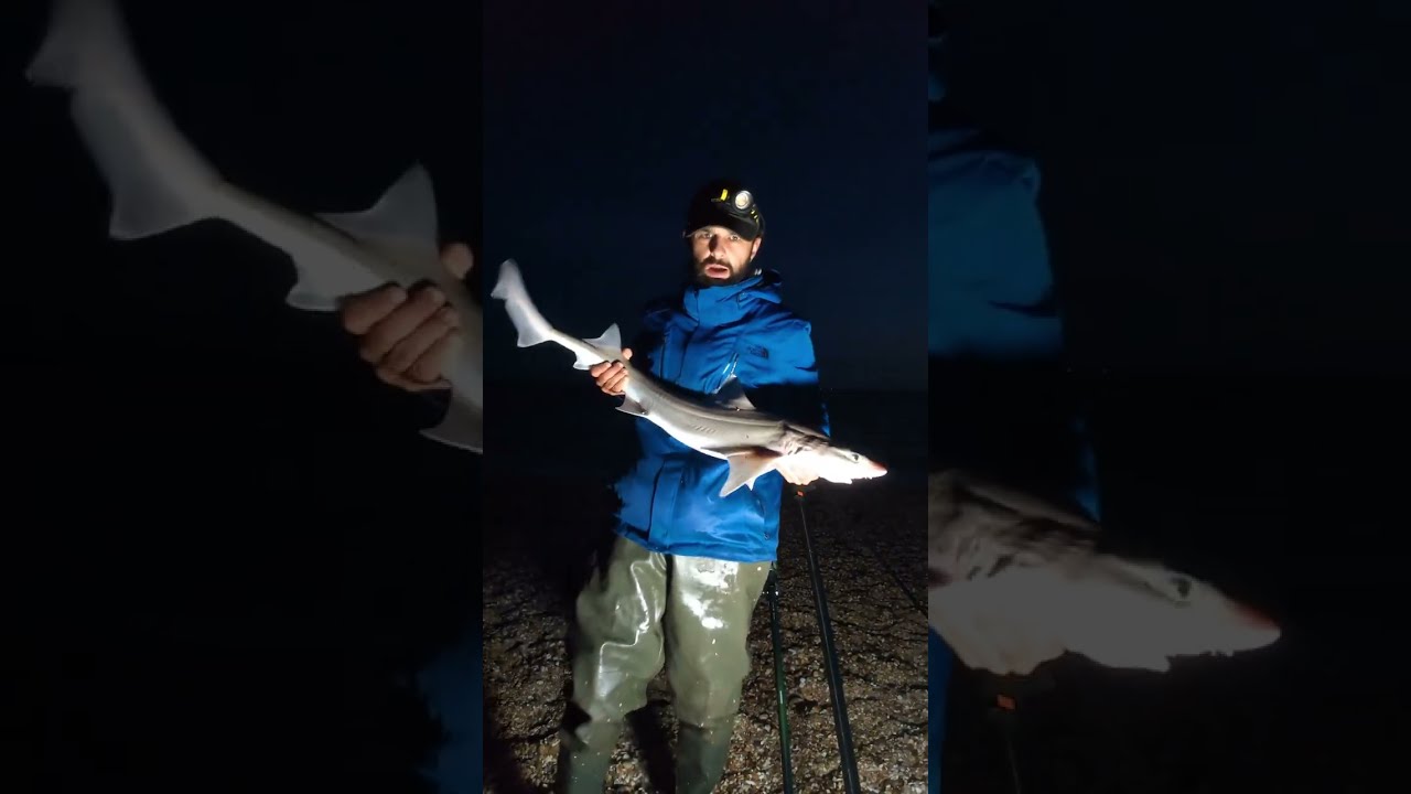 Smooth hound session no tope but a good night's fishing #fishing #seafishing #angler #fyp