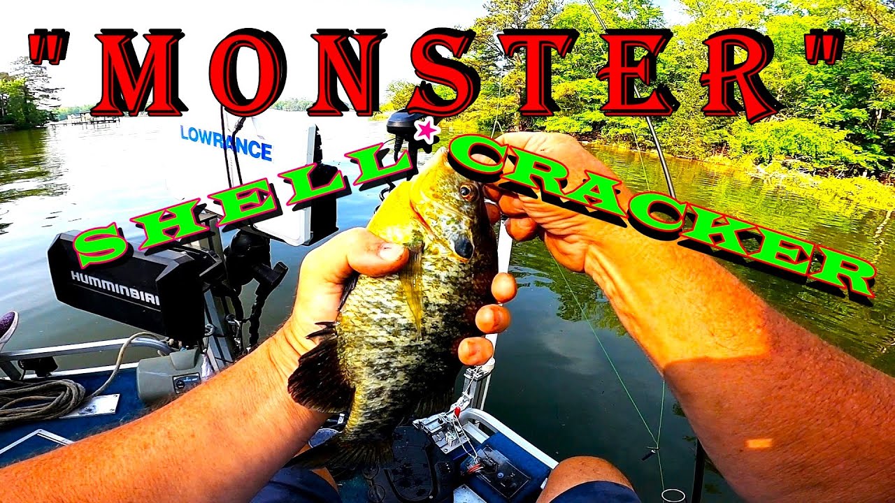 Monster Shellcracker