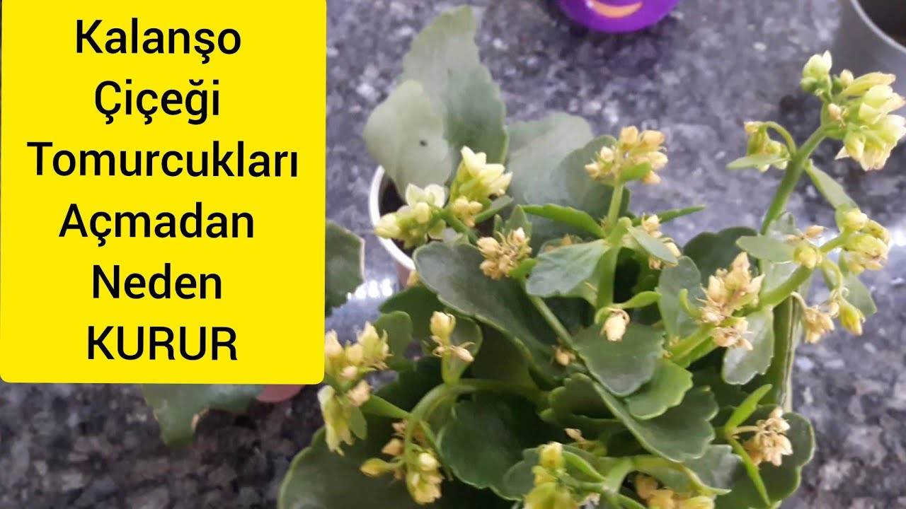 Kalanşo ciceği tomurcukları neden kurur- Kalanşo kök çürümesi varsa ne yapmalı- kalanşo hastalığı