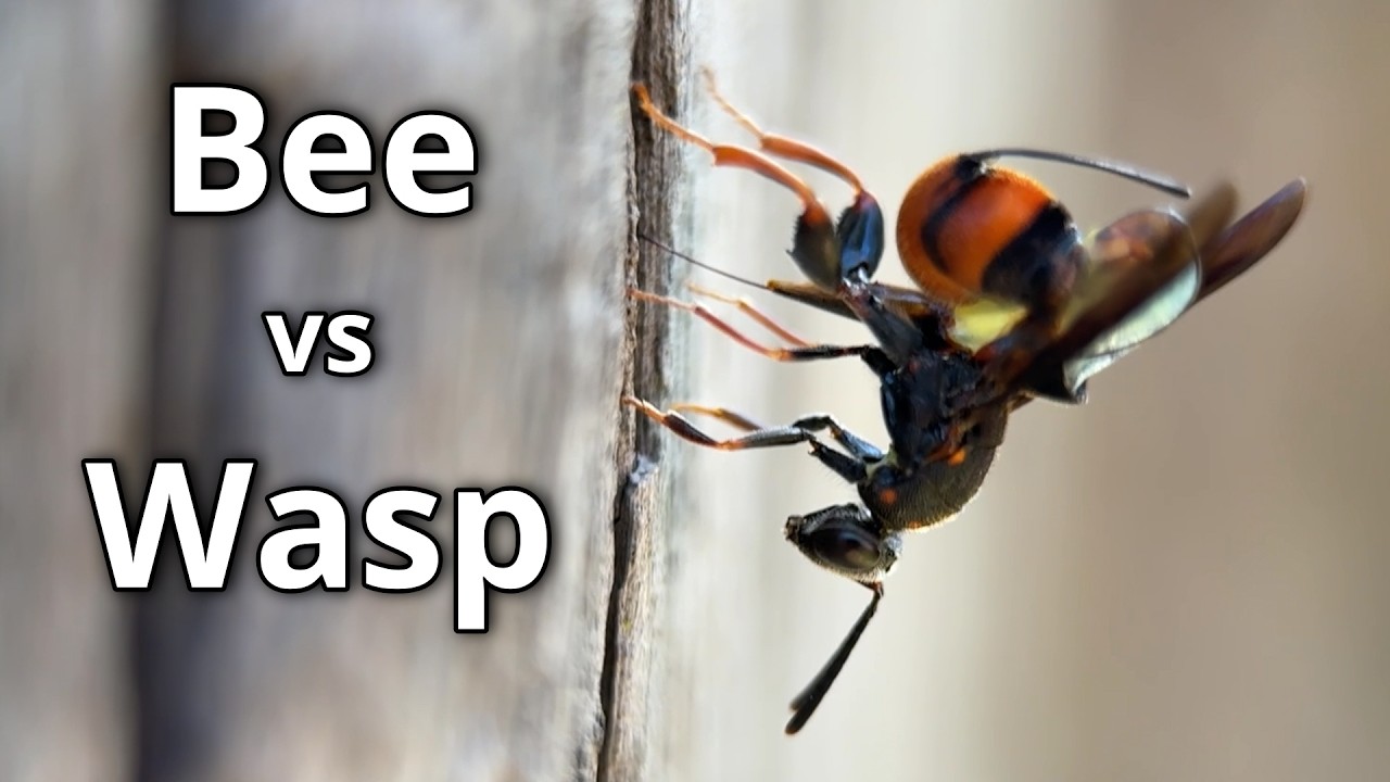 Resin Bees and the Leucospis Wasps Sneaky Strategy