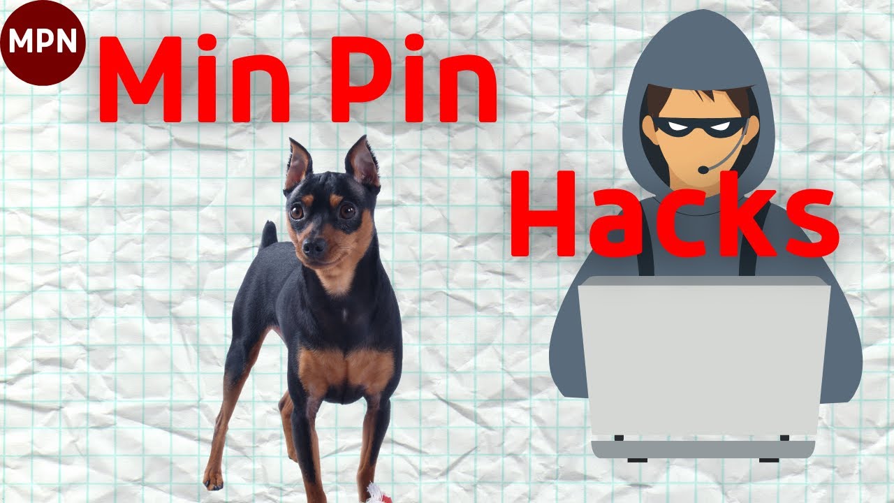 Stop! Have You Tried These with Your Min Pin?