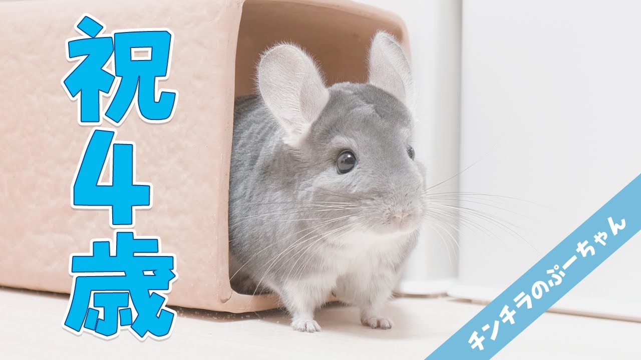 【祝4歳】チンチラのぷーちゃんのお誕生日を全力でお祝いしました！