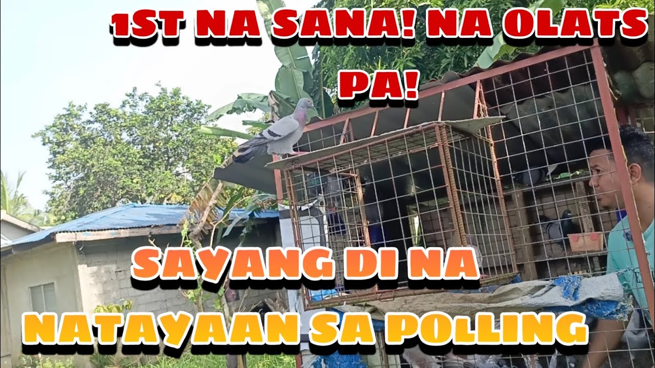 PANALO NA SANA, NAGING BATO PA! 😅 #pigeon #pigeonracing #racingpigeons 