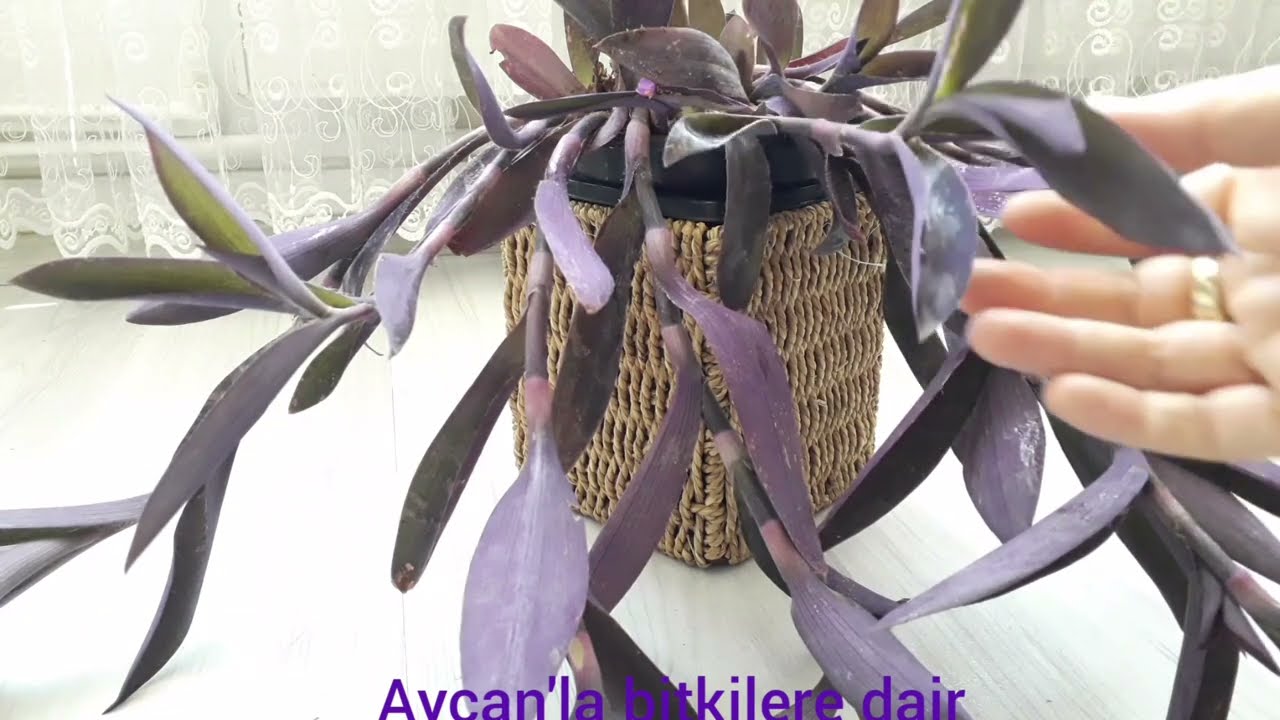 BAKIMI EN KOLAY BİTKİ KARA SEVDA, MOR TELGRAF ÇİÇEĞİNİN ÜRETİMİ,KONUMU VE BAKIMINA DAİR TÜM BİLGİLER