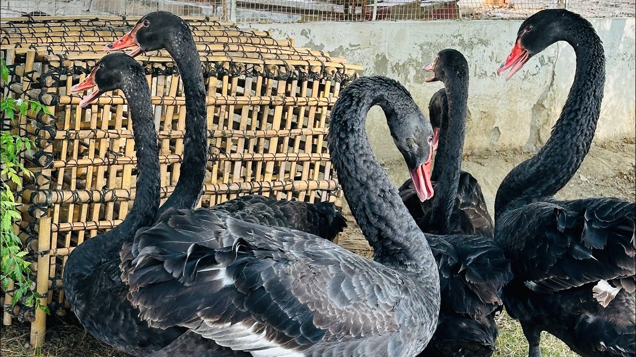 Black swan family