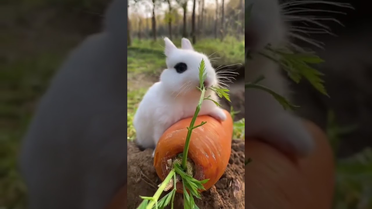 Con thỏ ăn c&agrave; rốt #shorts  ,#animals