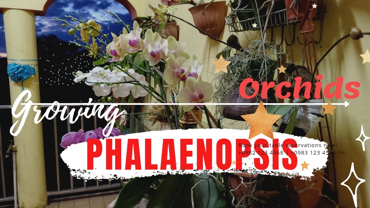 Growing Phalaenopsis orchids in Manchester, Jamaica