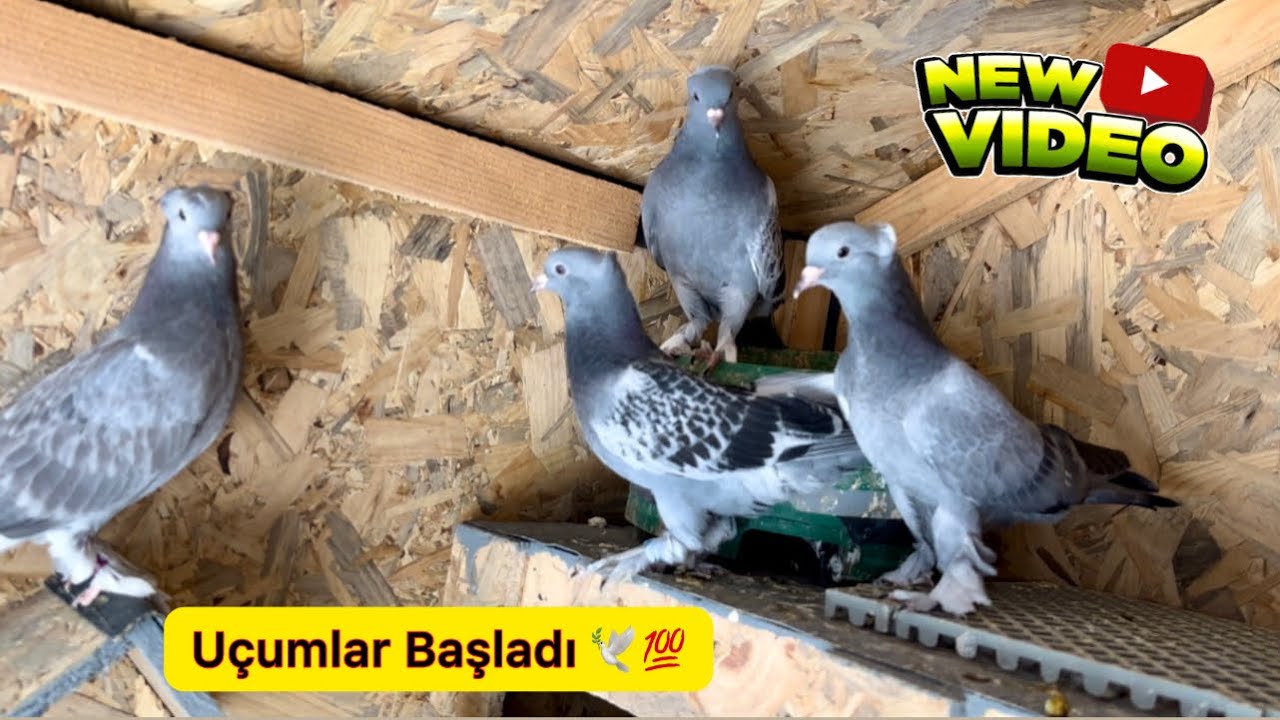YAVRU GÜVERCİNLERİ NASIL UÇURUYORUZ ? ALA YAVRULAR ÇIKTI 🐣 Taklacı Güvercin Oyunkuşu